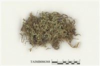 藏品(同蒴苔屬)的圖片